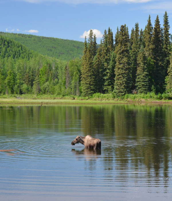 Moose Alaska